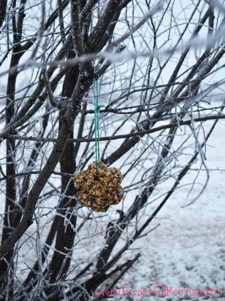 DIY Bird Feeder