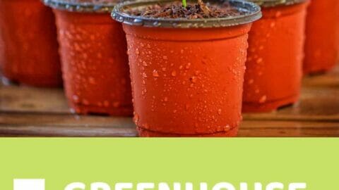 Mini Greenhouse Gardening with Kids