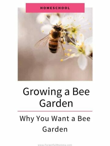 Growing A Bee Garden & Why You Want One