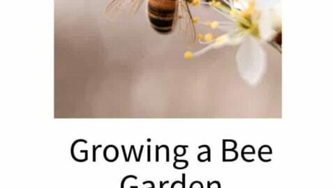 Growing A Bee Garden & Why You Want One
