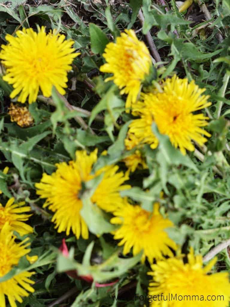 Growing A Bee Garden