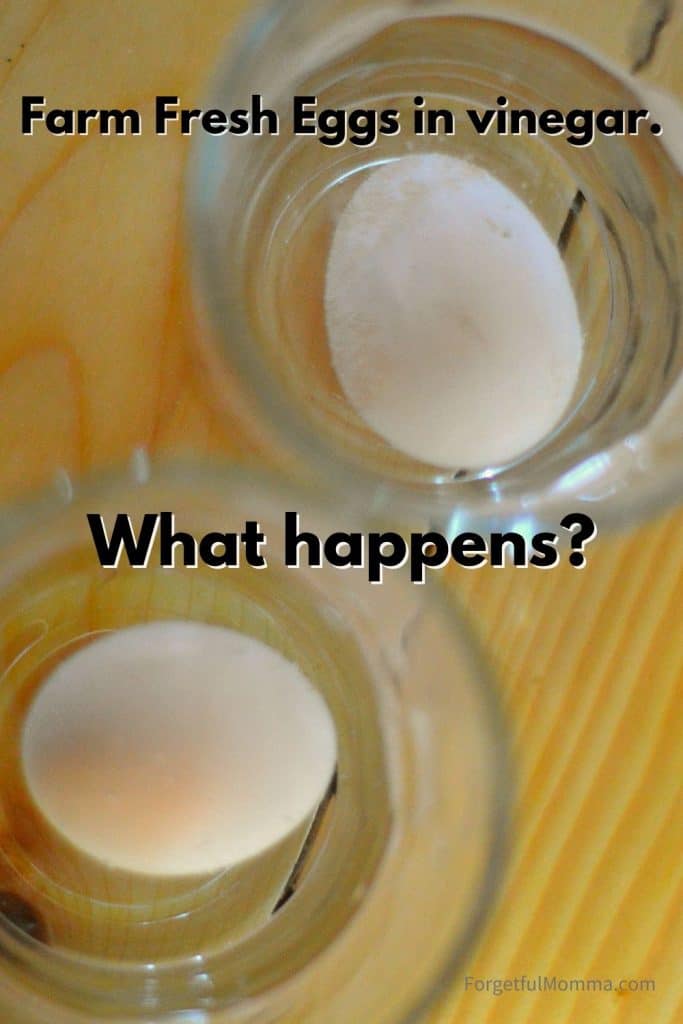 How to Make Eggs Bounce - eggs in cups of vinegar with text overlay