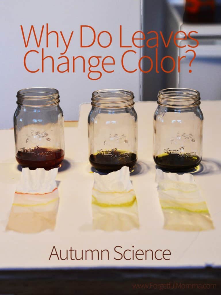 Why Do Leaves Change Color? Autumn Science
