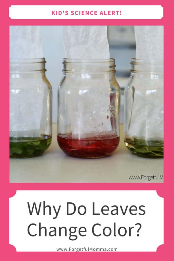 Why Do Leaves Change Color_ Autumn Science