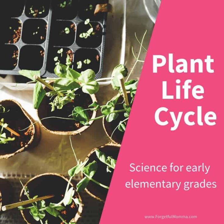 Plant Life Cycle