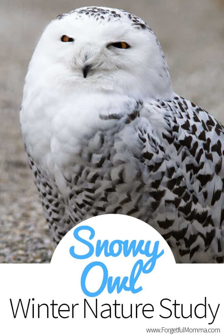 Snowy Owl - Winter Nature Study