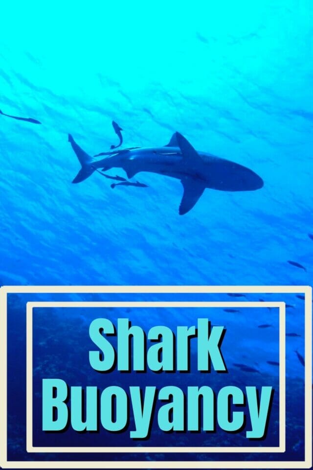Easy Shark Buoyancy Animal Science Experiment Momma
