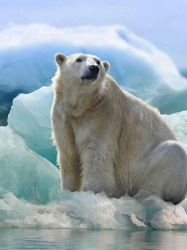 Science Experiment – Arctic Animals