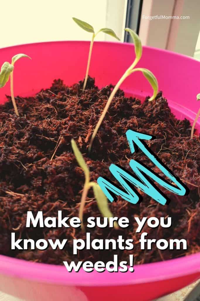 Gardening Tips for Kids - picture of seedling with text overlay