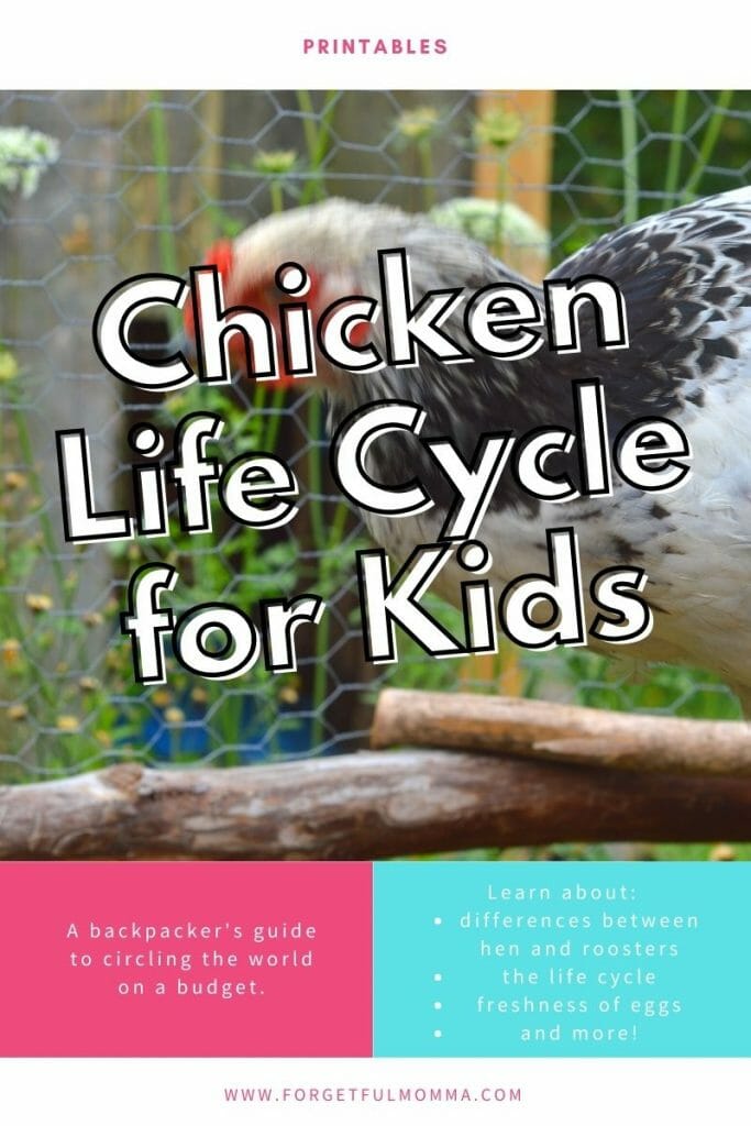 Chicken Life Cycle for Kids