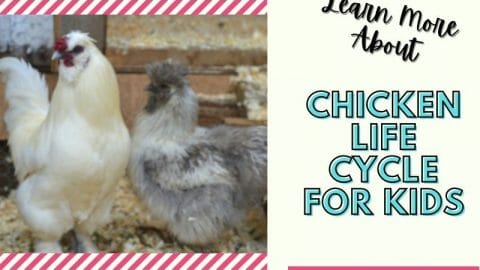 Chicken Life Cycle for Kids