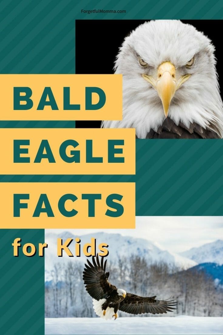 Bald Eagle Facts for Kids Momma