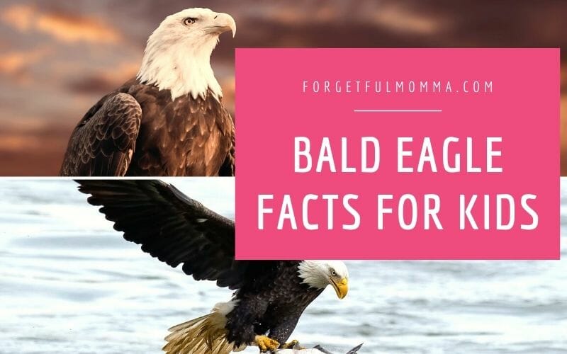 Bald Eagle Facts for Kids - two eagle pictures with text overlay