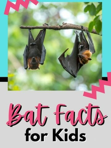 Bat facts for Kids Pinterest image of bats hanging upside down with text overlay