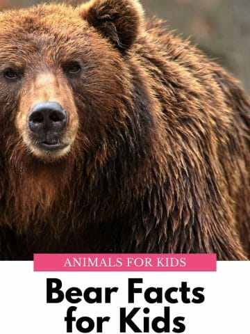 Bear Facts for Kids pinterest image of grizzle bear with text overlay
