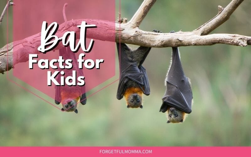 Bat facts for Kids Social Media image of bats hanging upside down with text overlay
