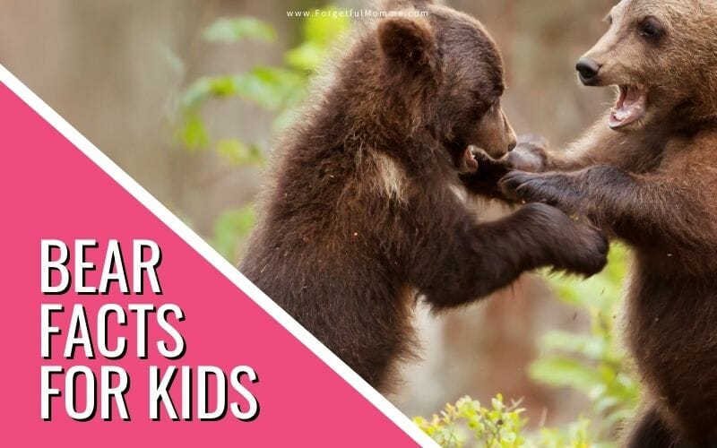 Bear Facts for Kids social media image - bear cubs with text overlay