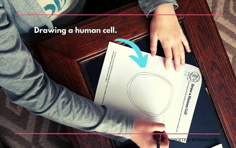 Drawing a Human Cell