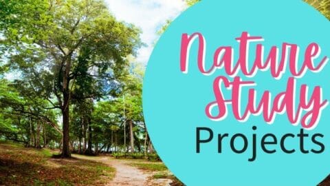 tree lined path with text overlay