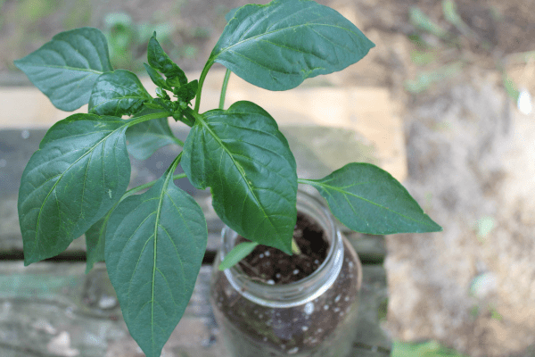 green pepper plant in a jar