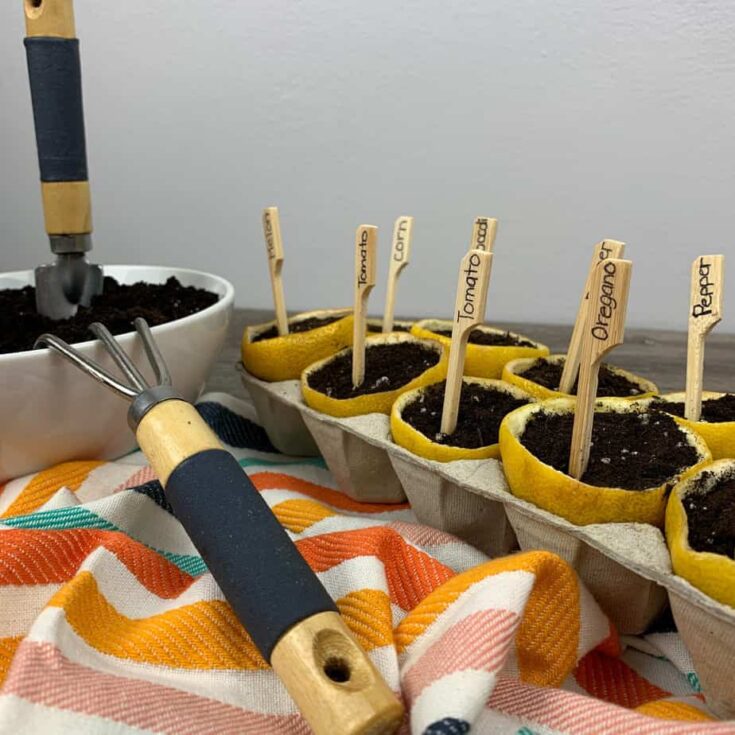 Image for DIY Lemon Seed Starter Gardening Project for Kids