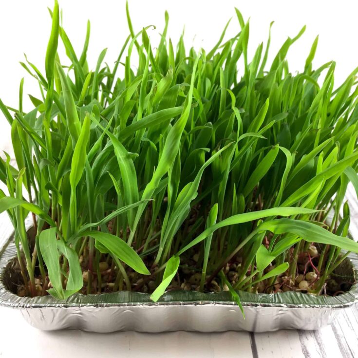 Image for How do you grow popcorn greens?