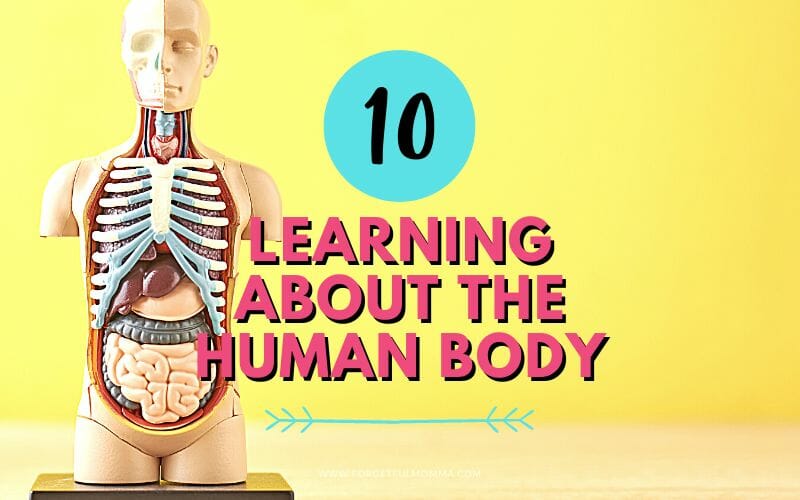 Learning About the Human Body Momma