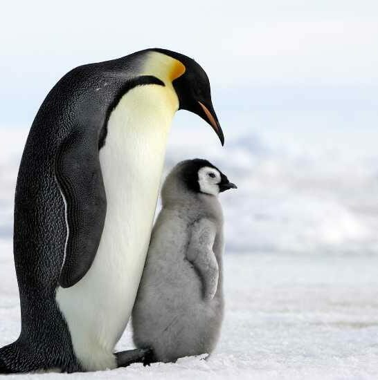 penguin facts funny