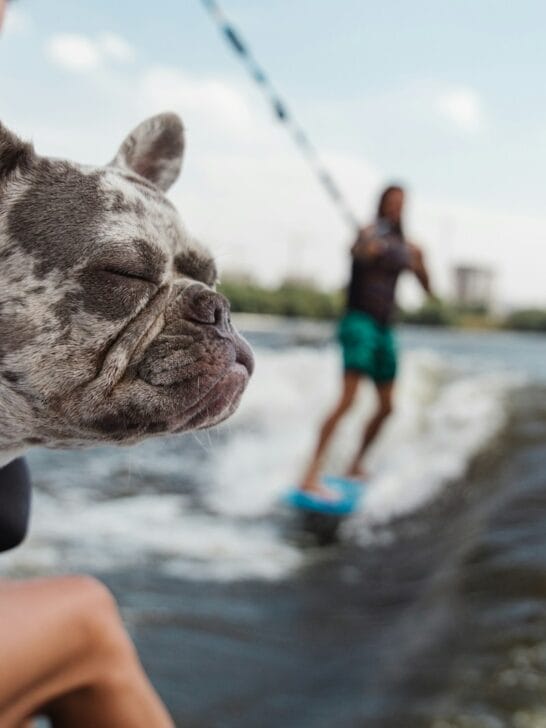 a dog looking at a person