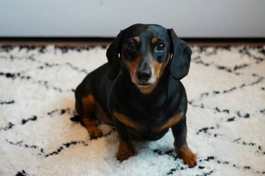 a small black and brown dog sitting on a rug