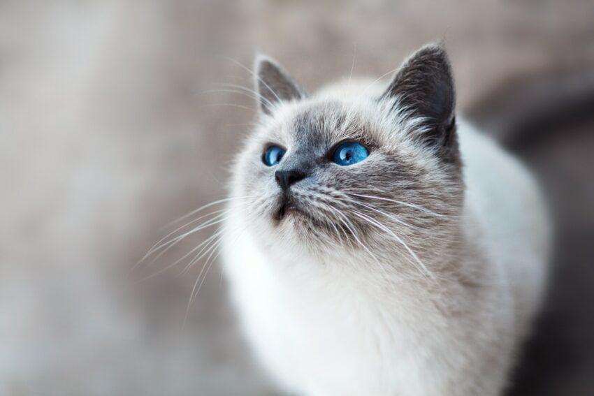 Winter and Summer Tips for Maintaining Your Cat Run