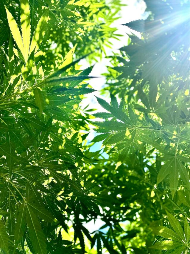 Sunlight filters through lush green cannabis leaves